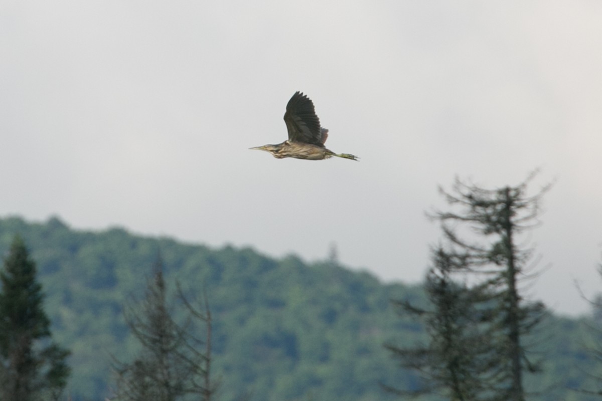 American Bittern - ML355036151