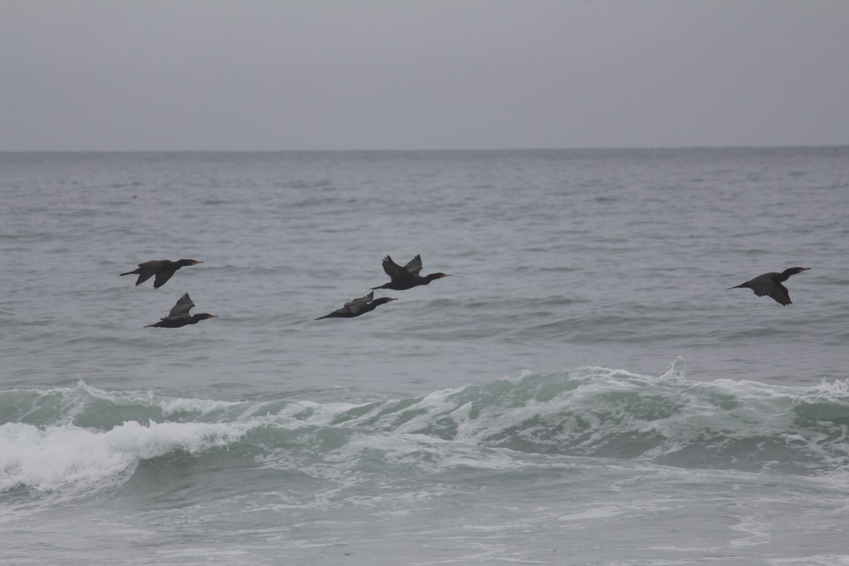 Double-crested Cormorant - ML355036231