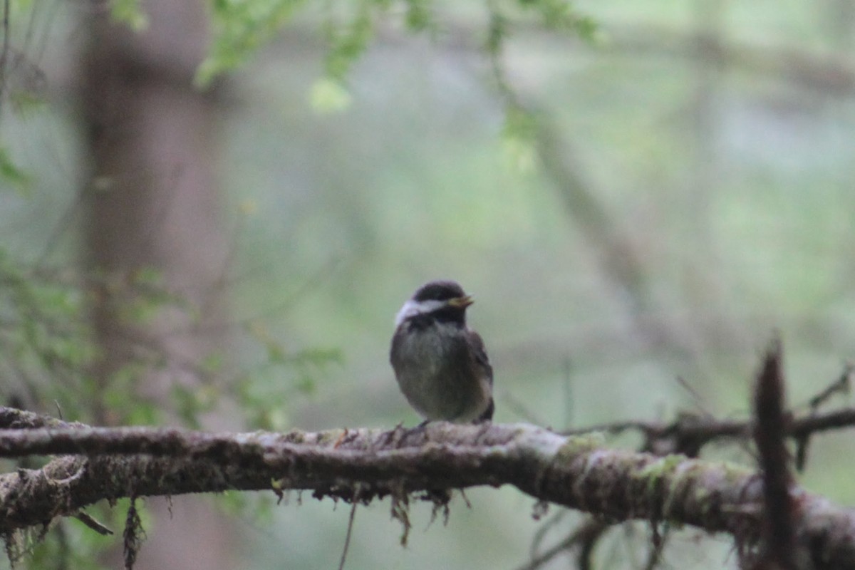 Chestnut-backed Chickadee - Neil Brown