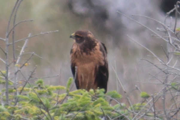 Northern Harrier - Neil Brown