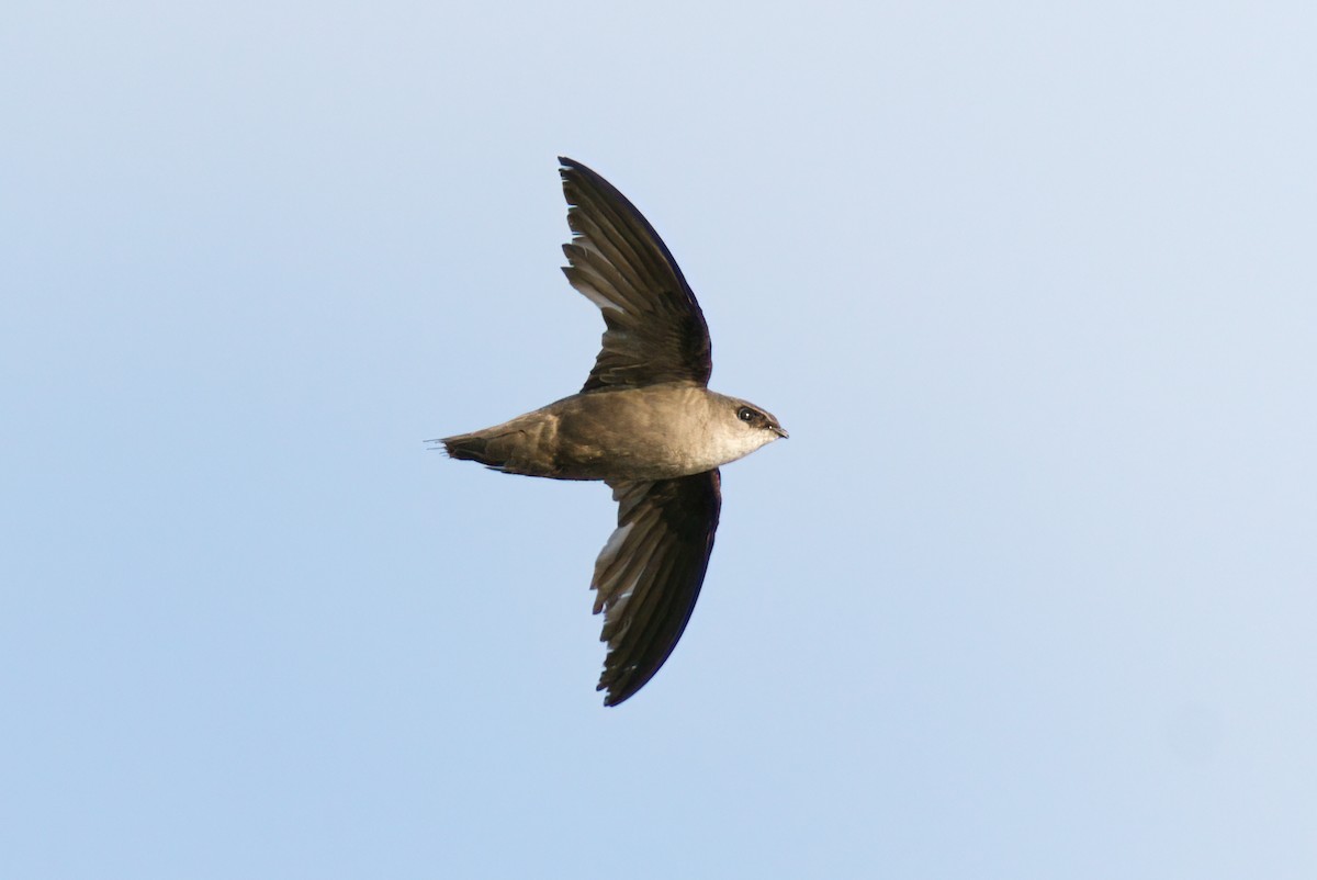 Chimney Swift - Peter F