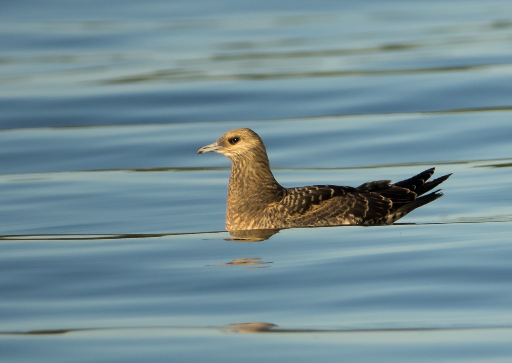 Parasitic Jaeger - ML35503751