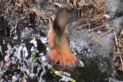 Allen's Hummingbird - Neil Brown