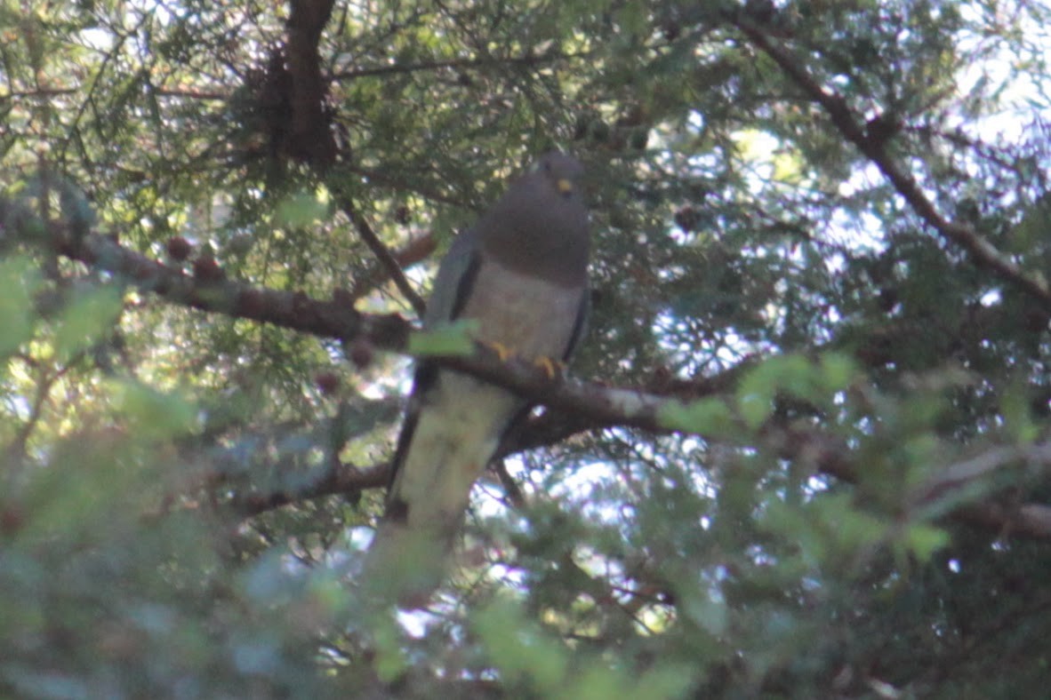 Band-tailed Pigeon - ML355038681
