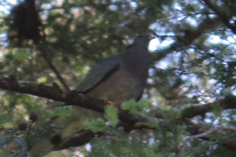 Band-tailed Pigeon - ML355038691