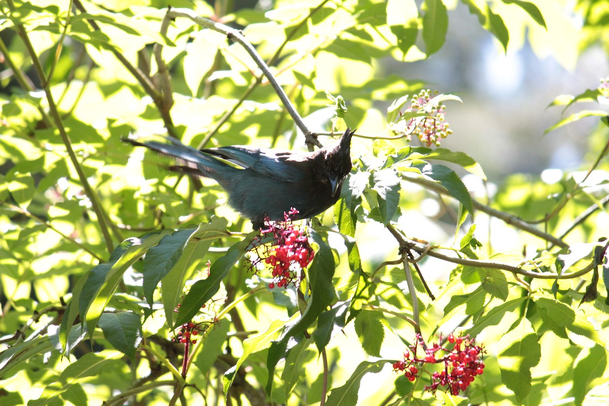 Steller's Jay - ML355038841