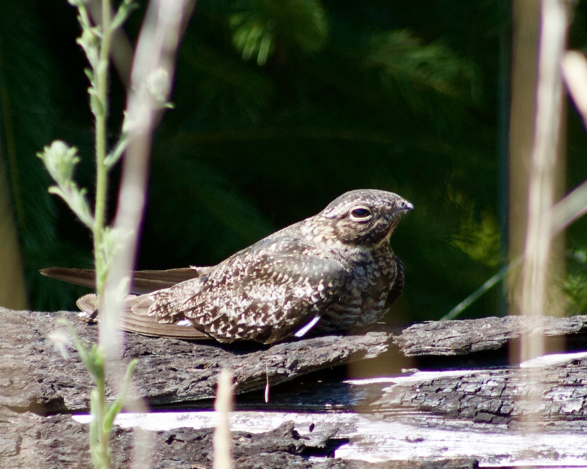 Common Nighthawk - ML355041971