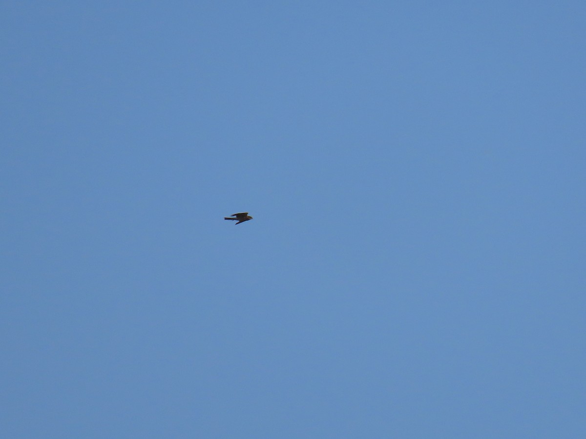 Eurasian Sparrowhawk - ML355043601