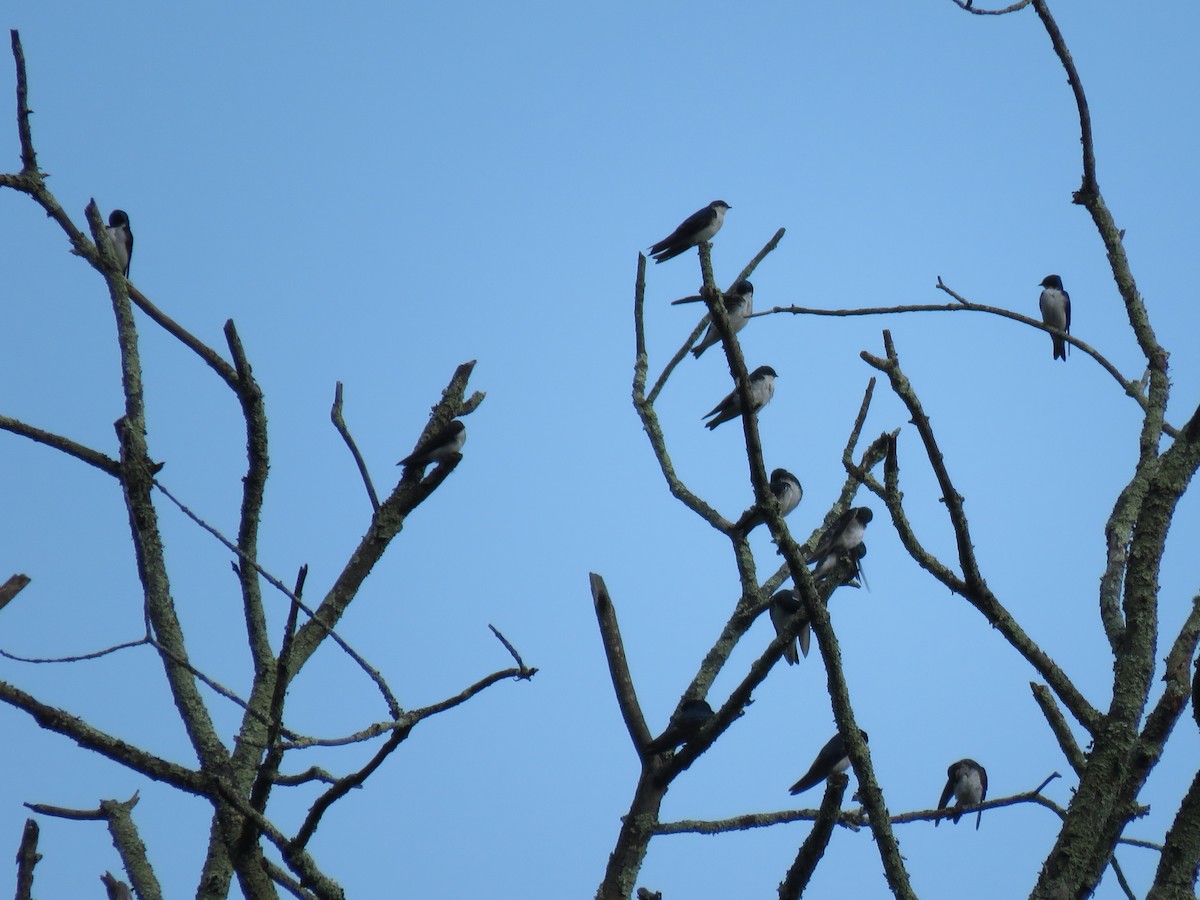 Tree Swallow - ML355043801