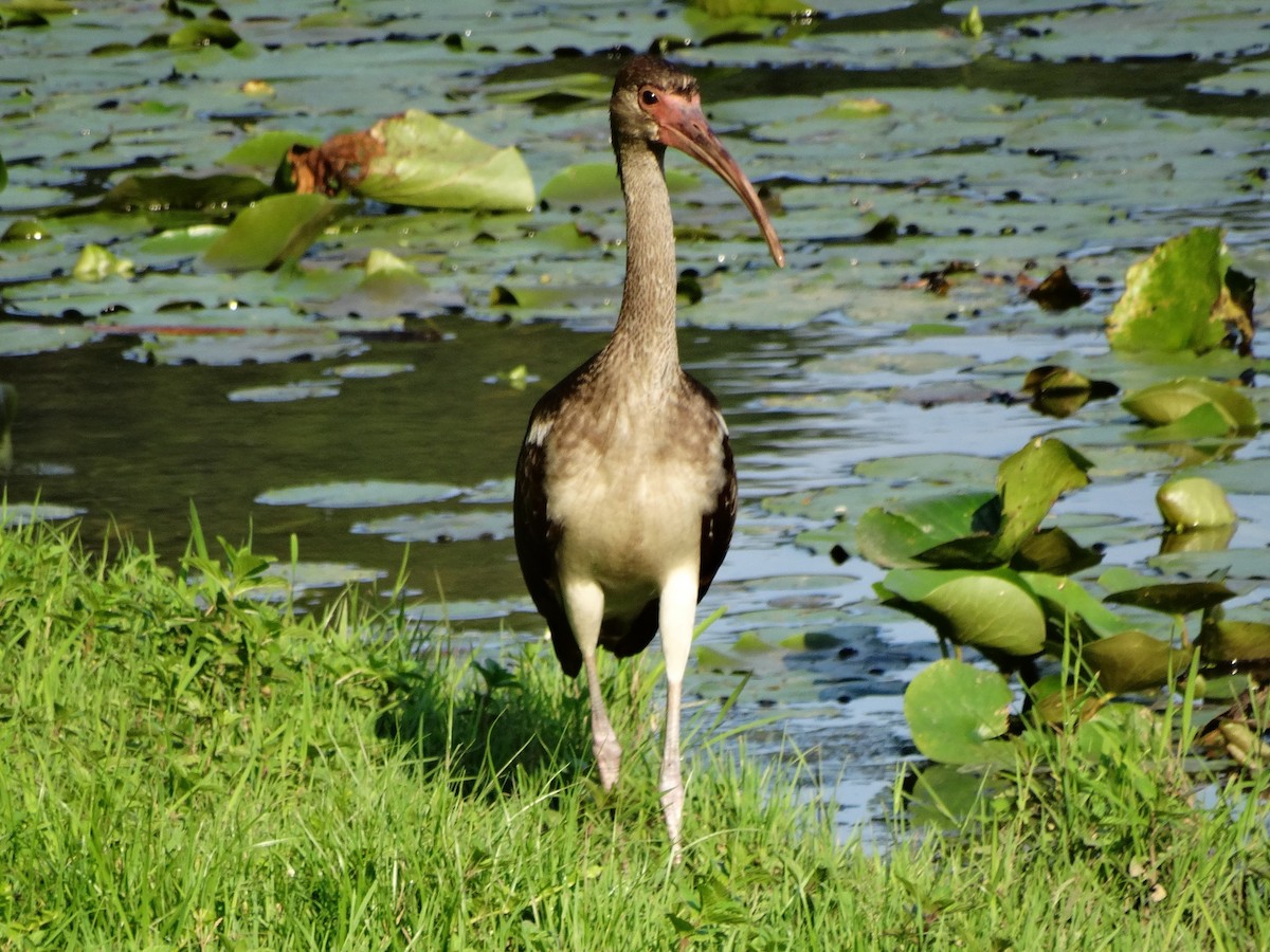 White Ibis - ML355044981