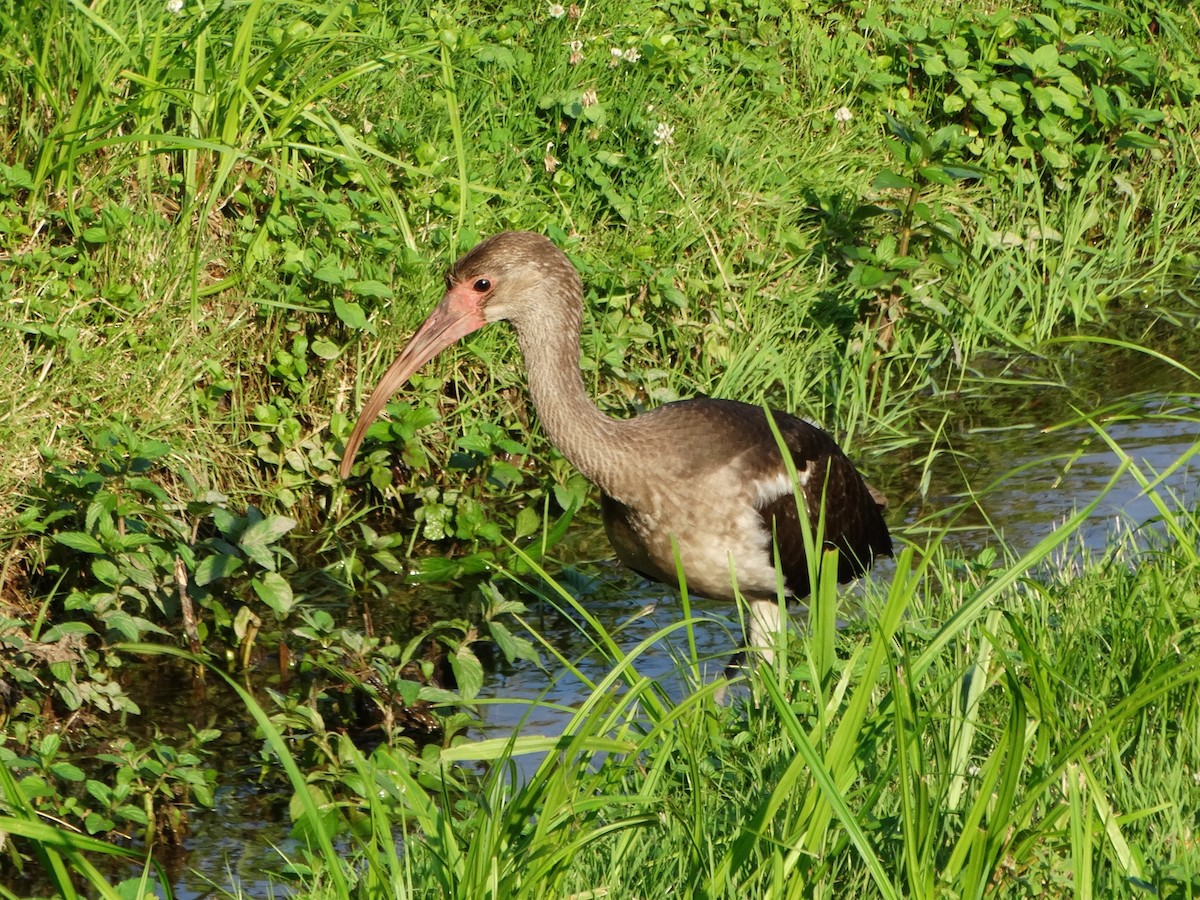 White Ibis - ML355044991