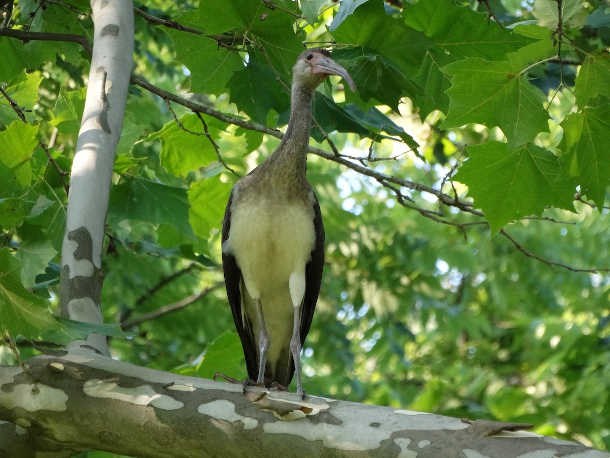 White Ibis - ML355045071