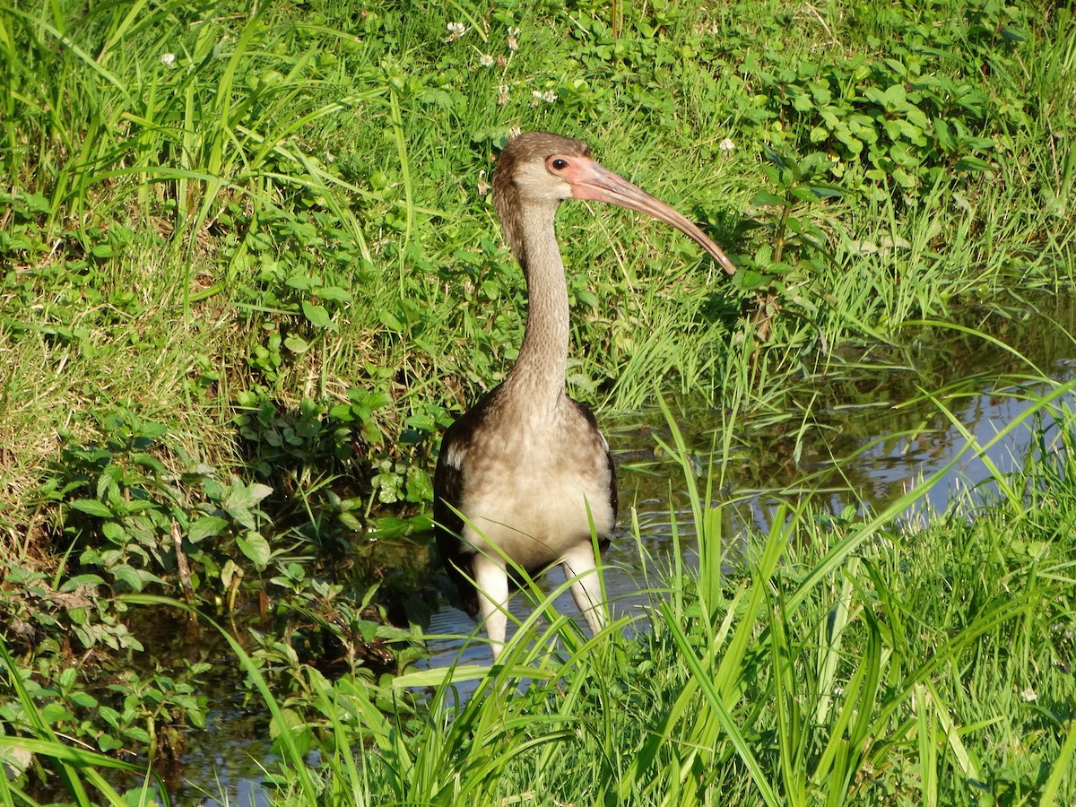 White Ibis - ML355045091