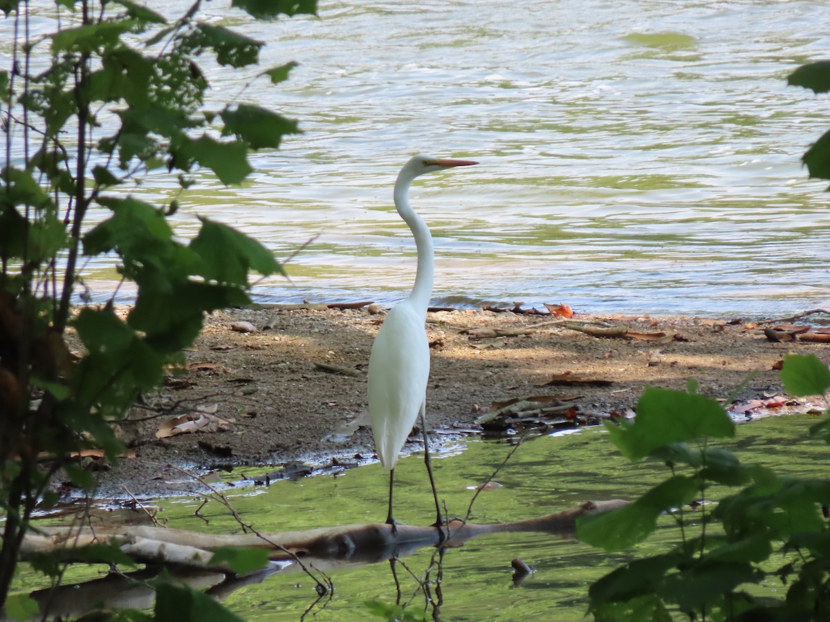 Great Egret - ML355045461