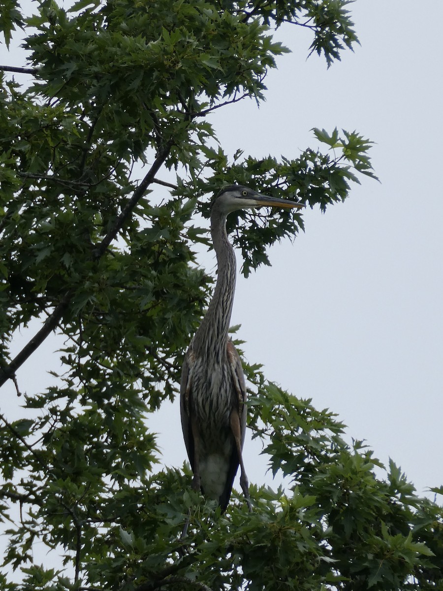 Great Blue Heron - Rebecca Lovejoy