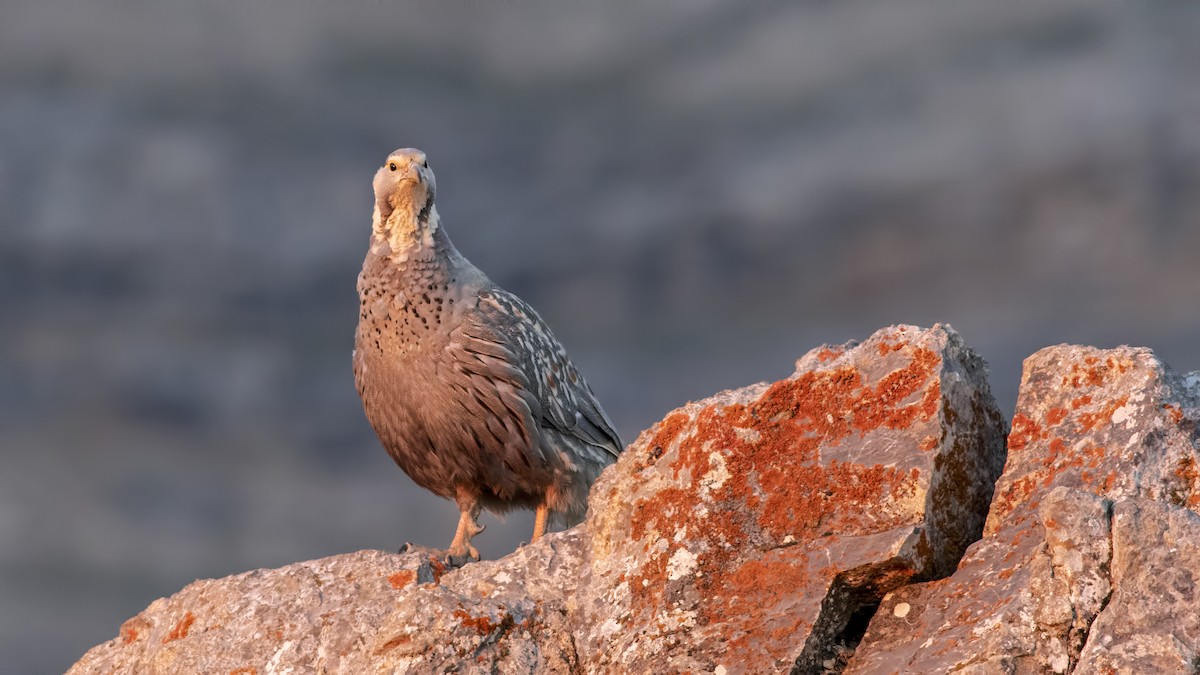 Caspian Snowcock - ML355047761