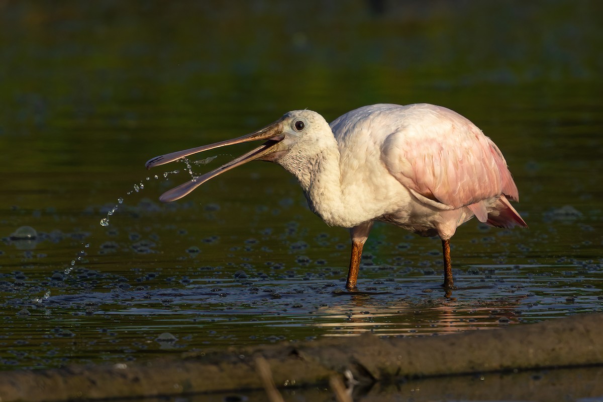 Roseate Spoonbill - ML355048081