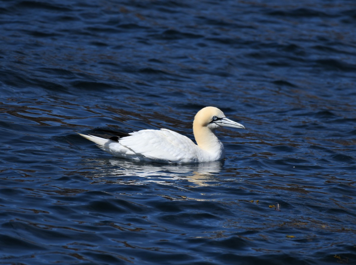 Northern Gannet - ML355048791