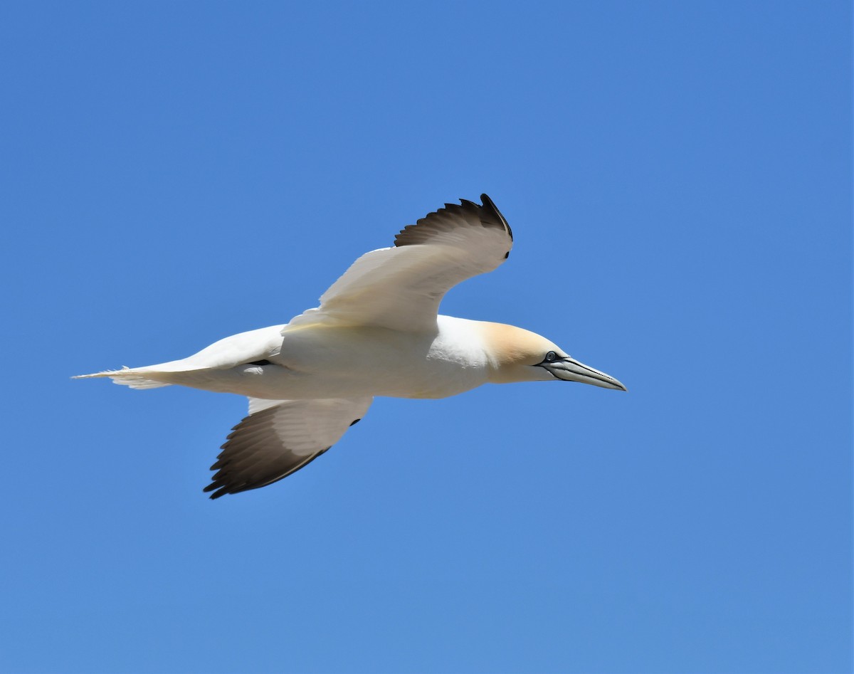 Northern Gannet - ML355048801