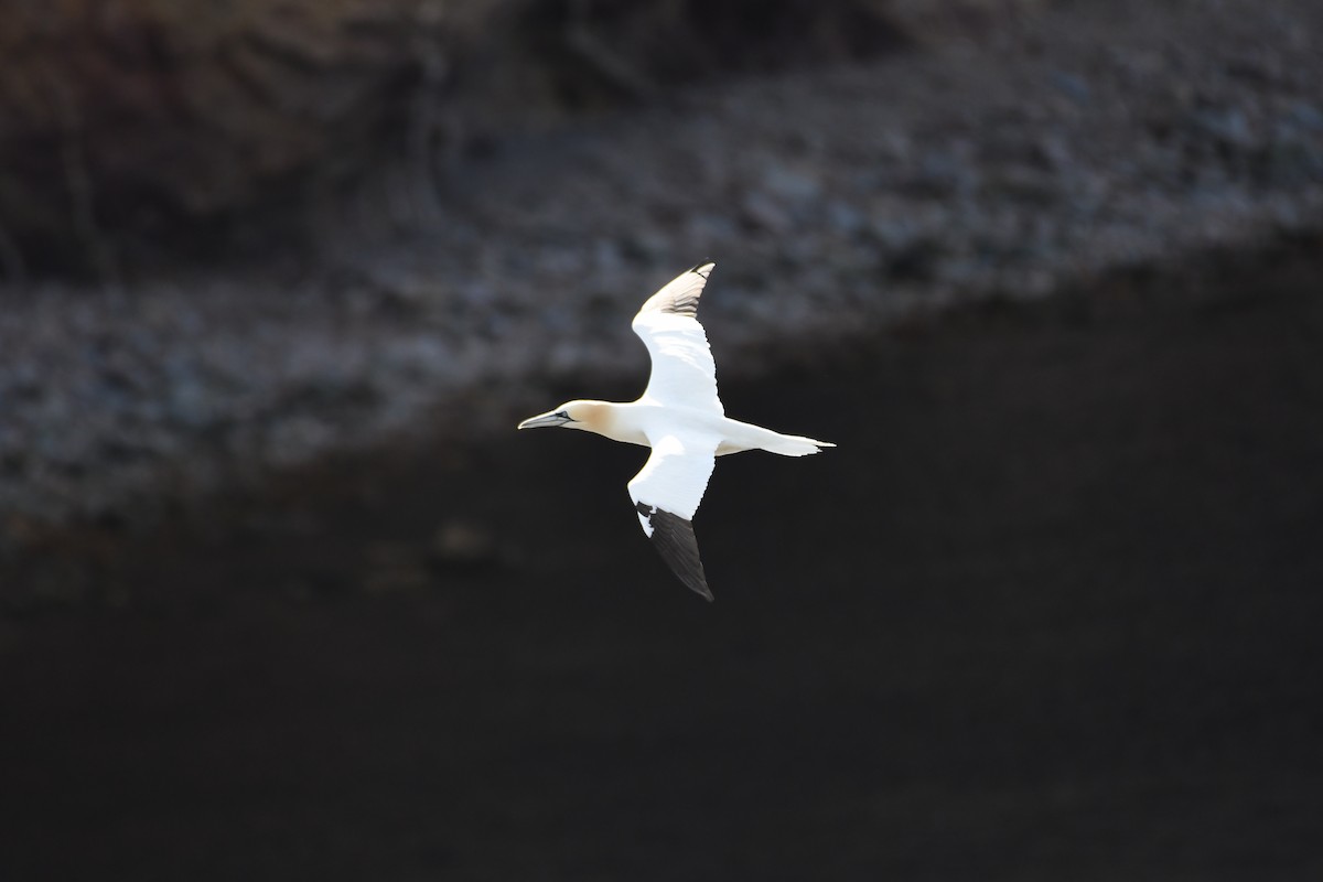 Northern Gannet - ML355048811