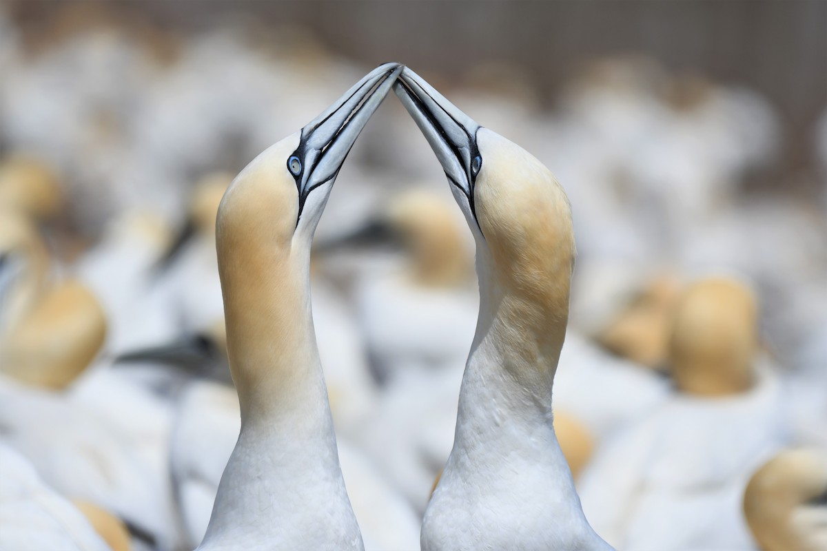 Northern Gannet - ML355048911