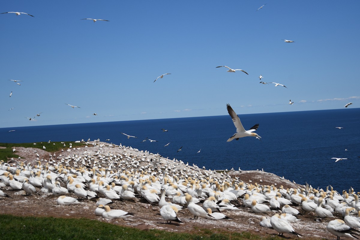 Northern Gannet - Jean-Phillipe Boucher