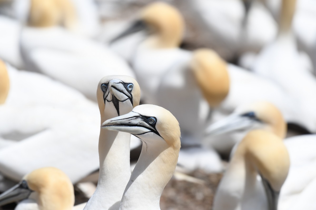 Northern Gannet - ML355049161