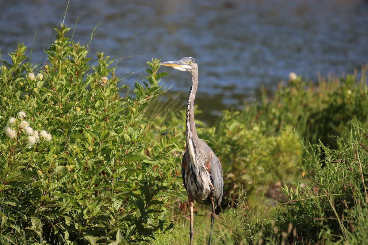 Garza Azulada - ML355051061