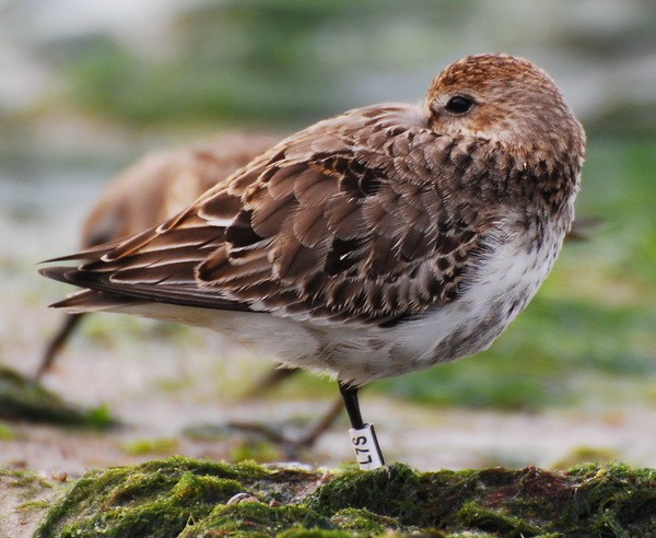 Dunlin - ML35505111