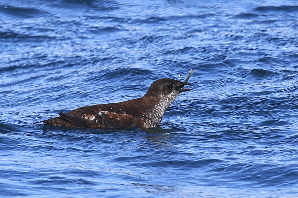 Guillemot marbré - ML35505361