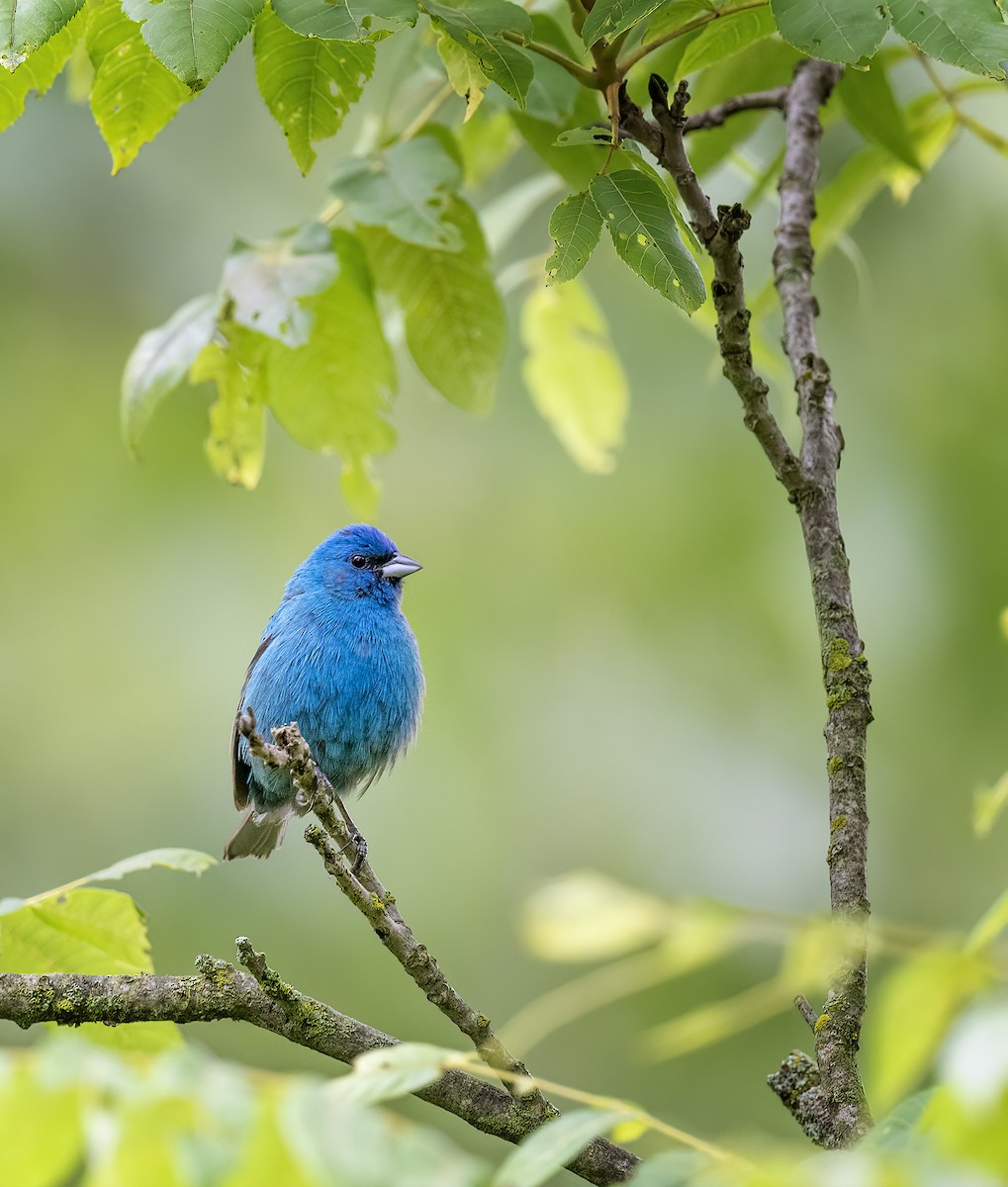 Indigo Bunting - Jocelyn  Anderson