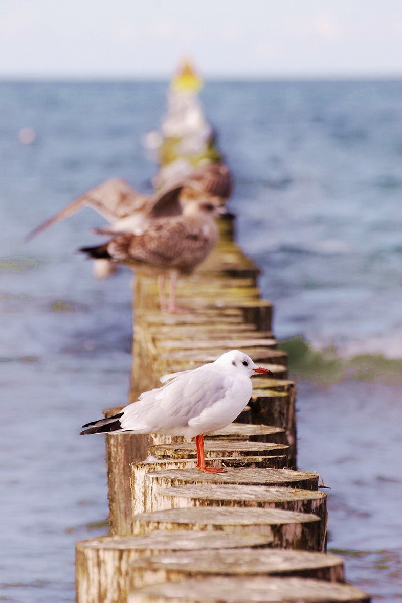 Black-headed Gull - ML35505501