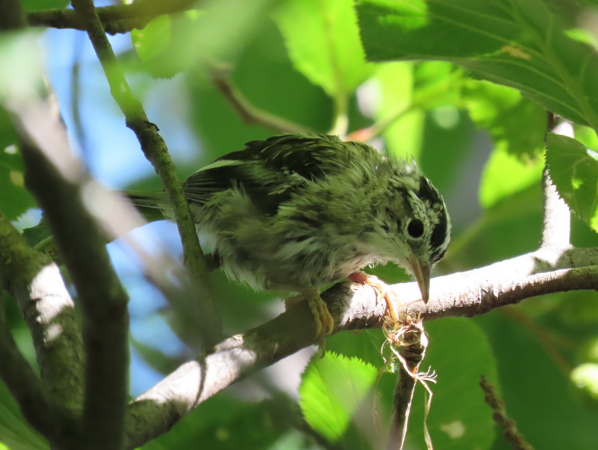 Black-and-white Warbler - ML355055561