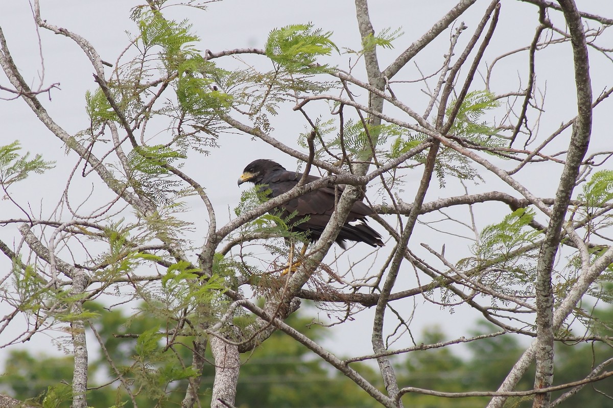 Common Black Hawk - ML35505581