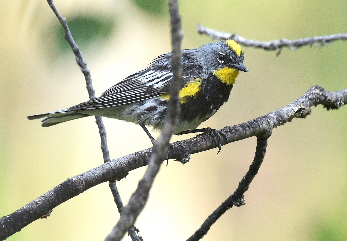 Yellow-rumped Warbler (Audubon's) - ML355056471