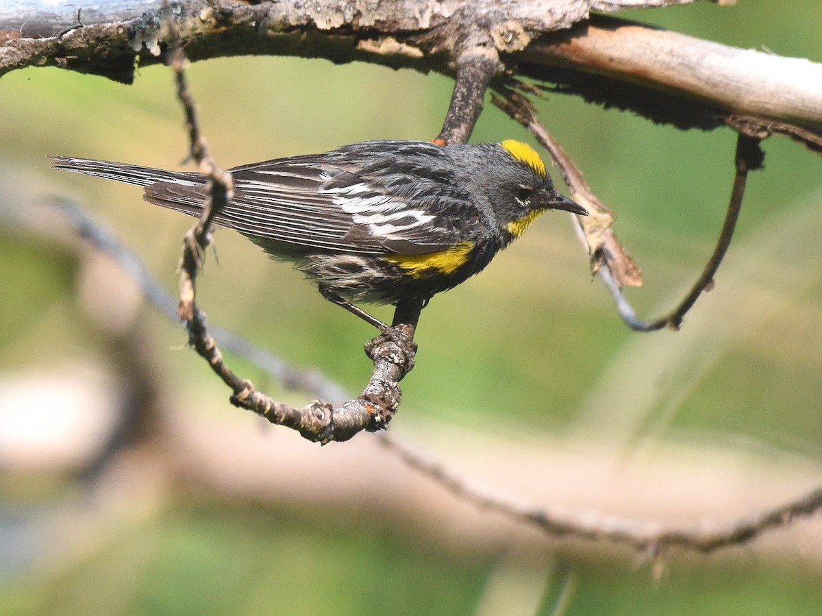 Yellow-rumped Warbler (Audubon's) - ML355056491