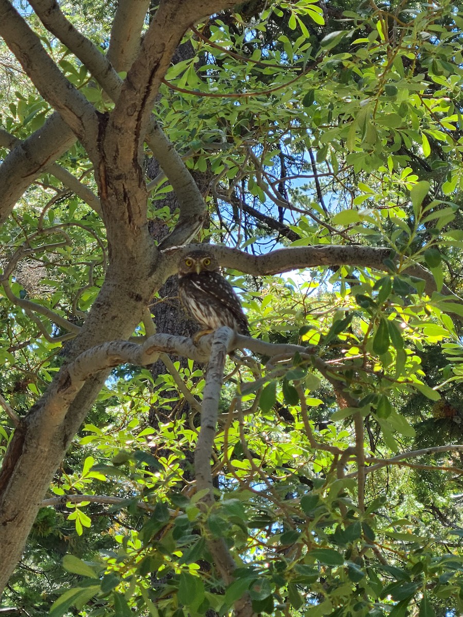 Northern Pygmy-Owl - ML355058041
