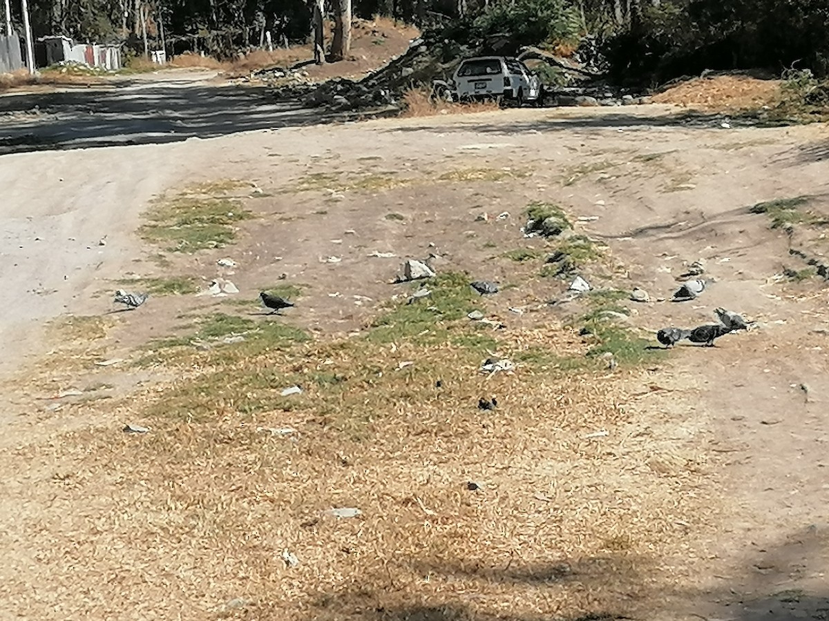 Rock Pigeon (Feral Pigeon) - ML355058121