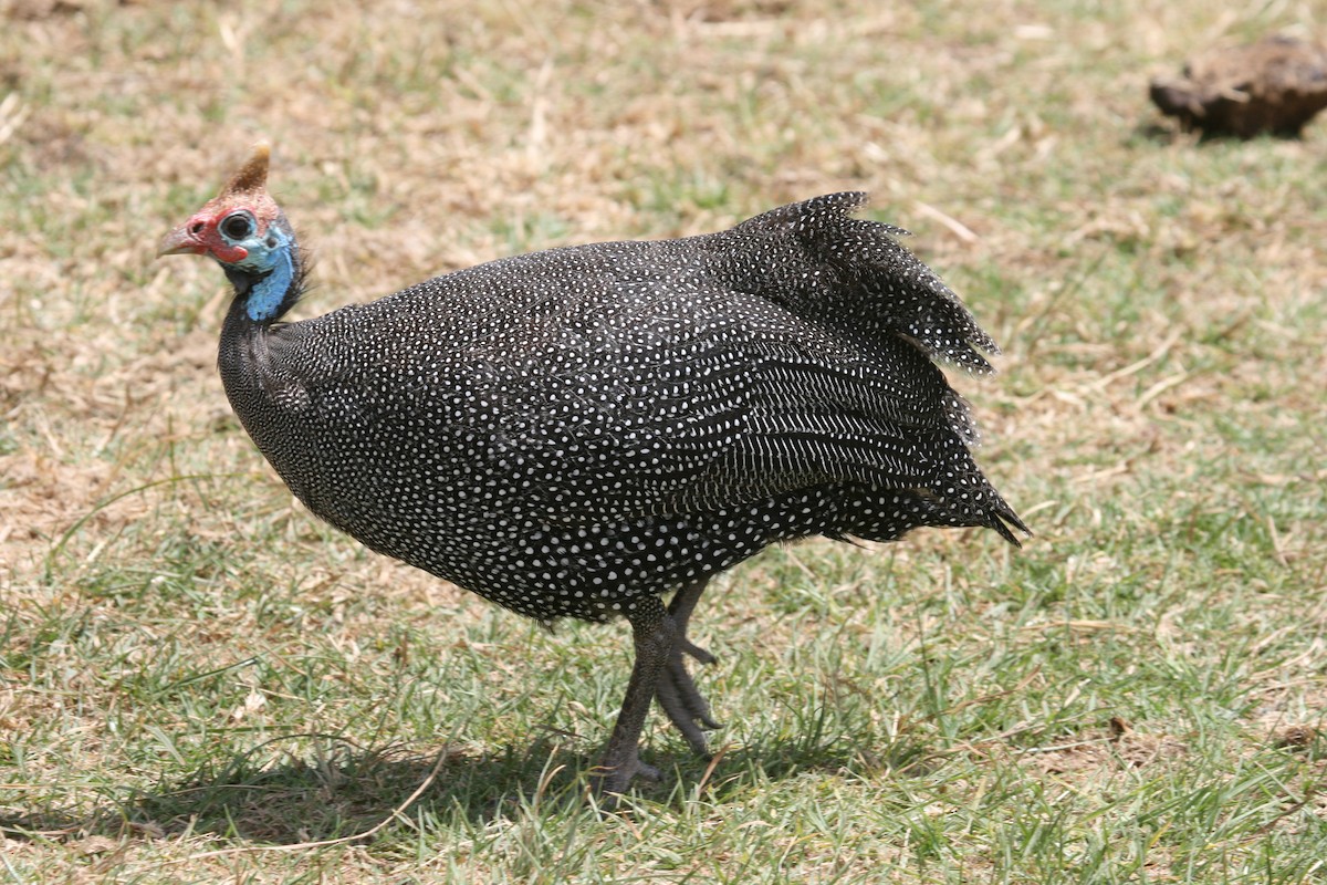 Helmeted Guineafowl - ML35505891