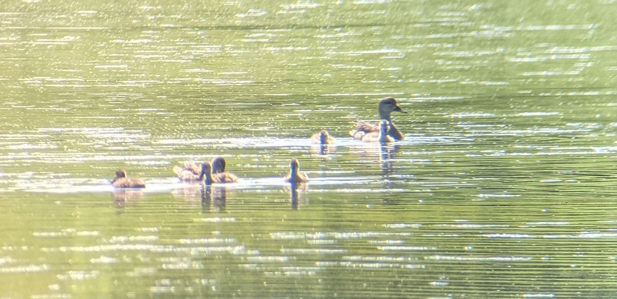 Gadwall - ML355060101