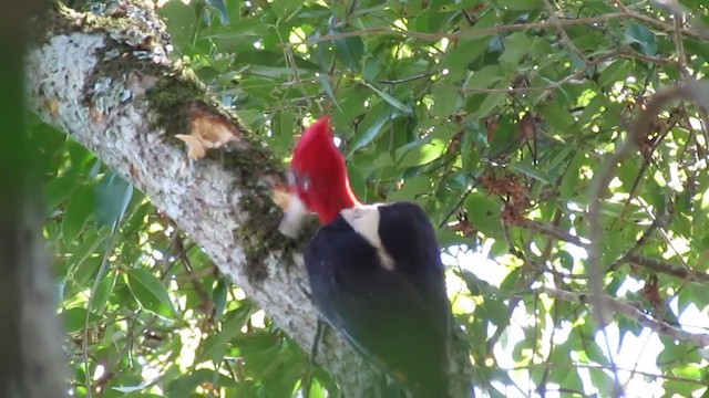 Robust Woodpecker - ML355062221