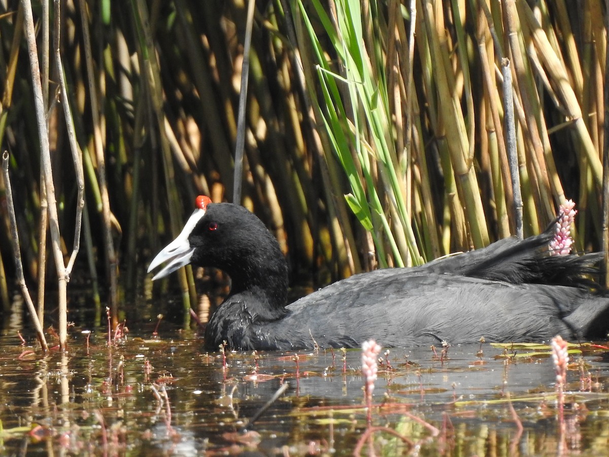 Red-knobbed Coot - Esther Yera Posa