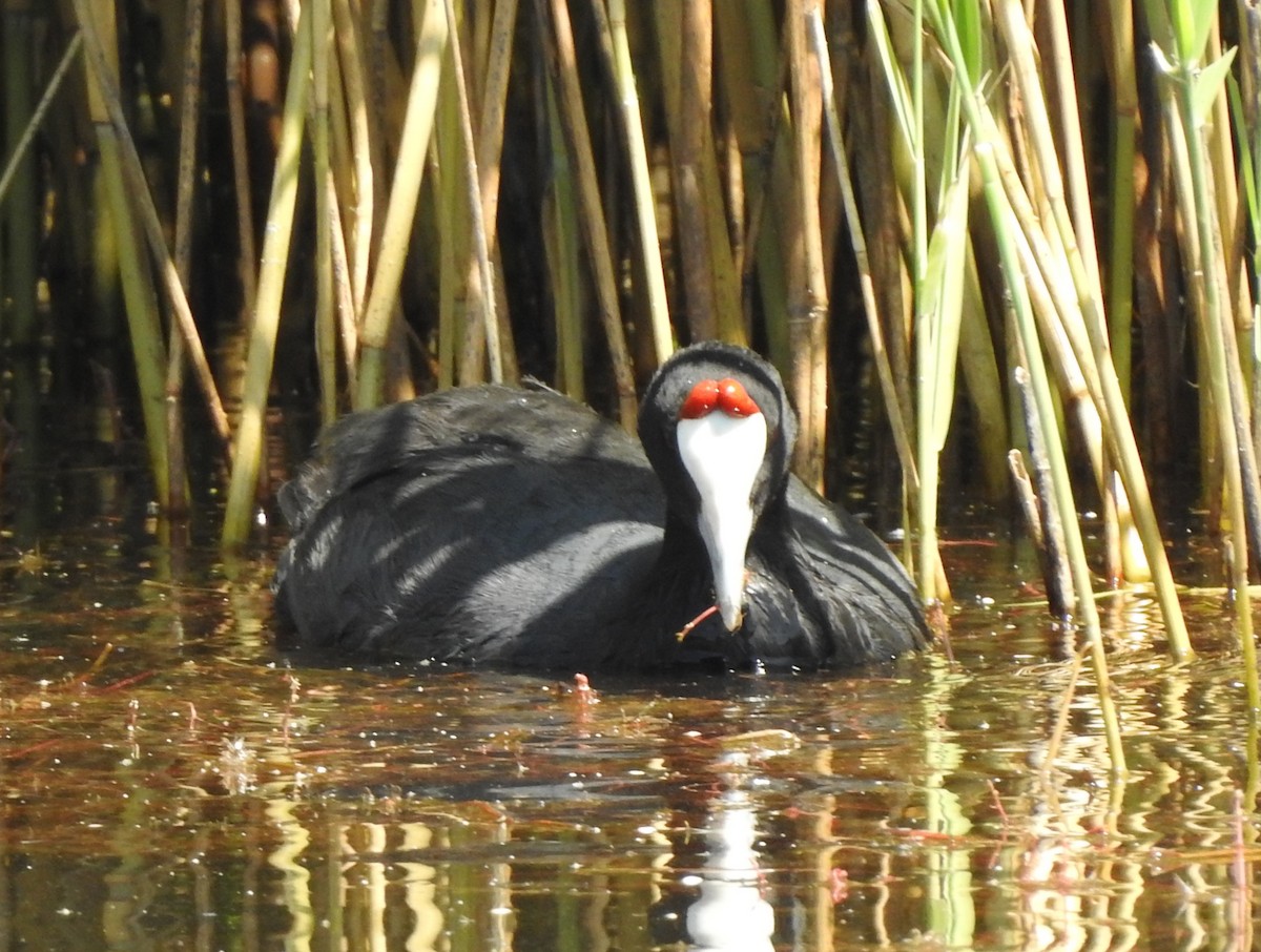 Red-knobbed Coot - Esther Yera Posa