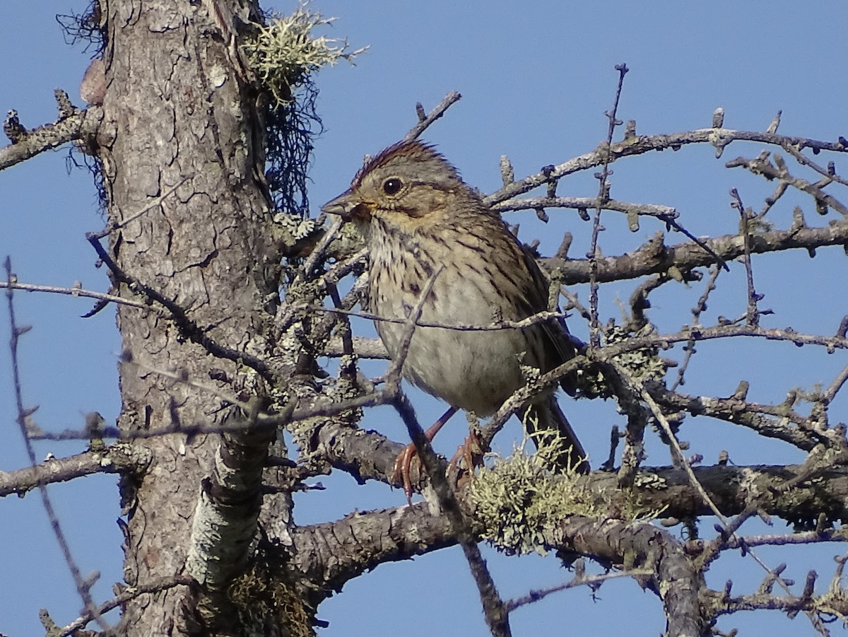 Lincoln's Sparrow - ML355063341