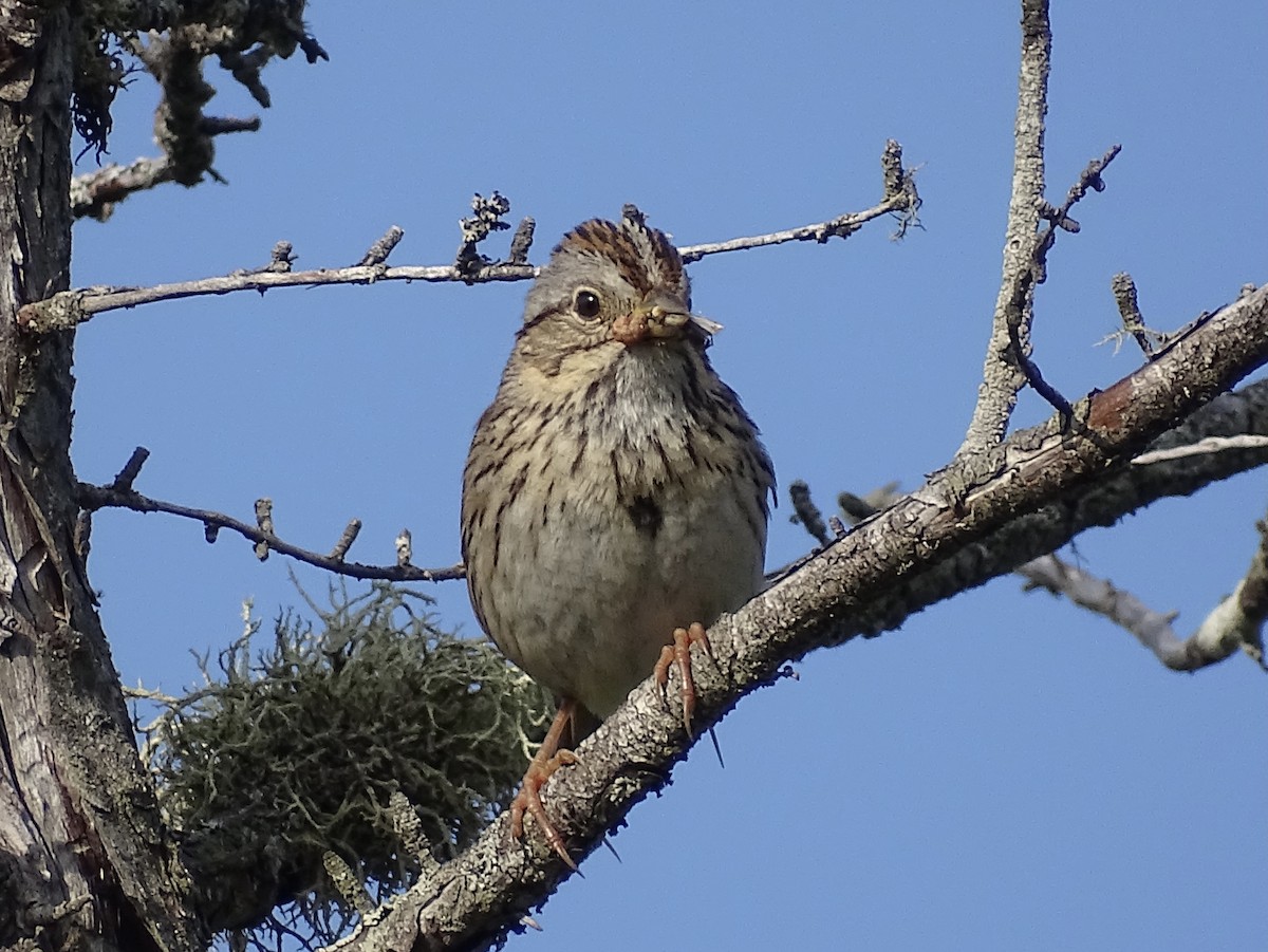 Lincoln's Sparrow - Jeffrey Roth