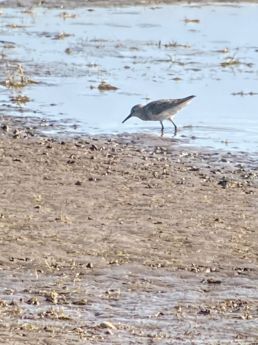 Western Sandpiper - ML355063641