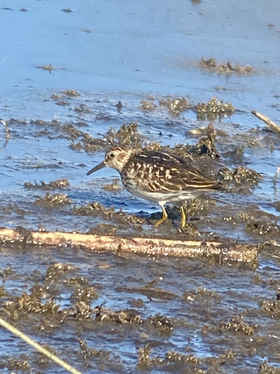 Least Sandpiper - ML355063851