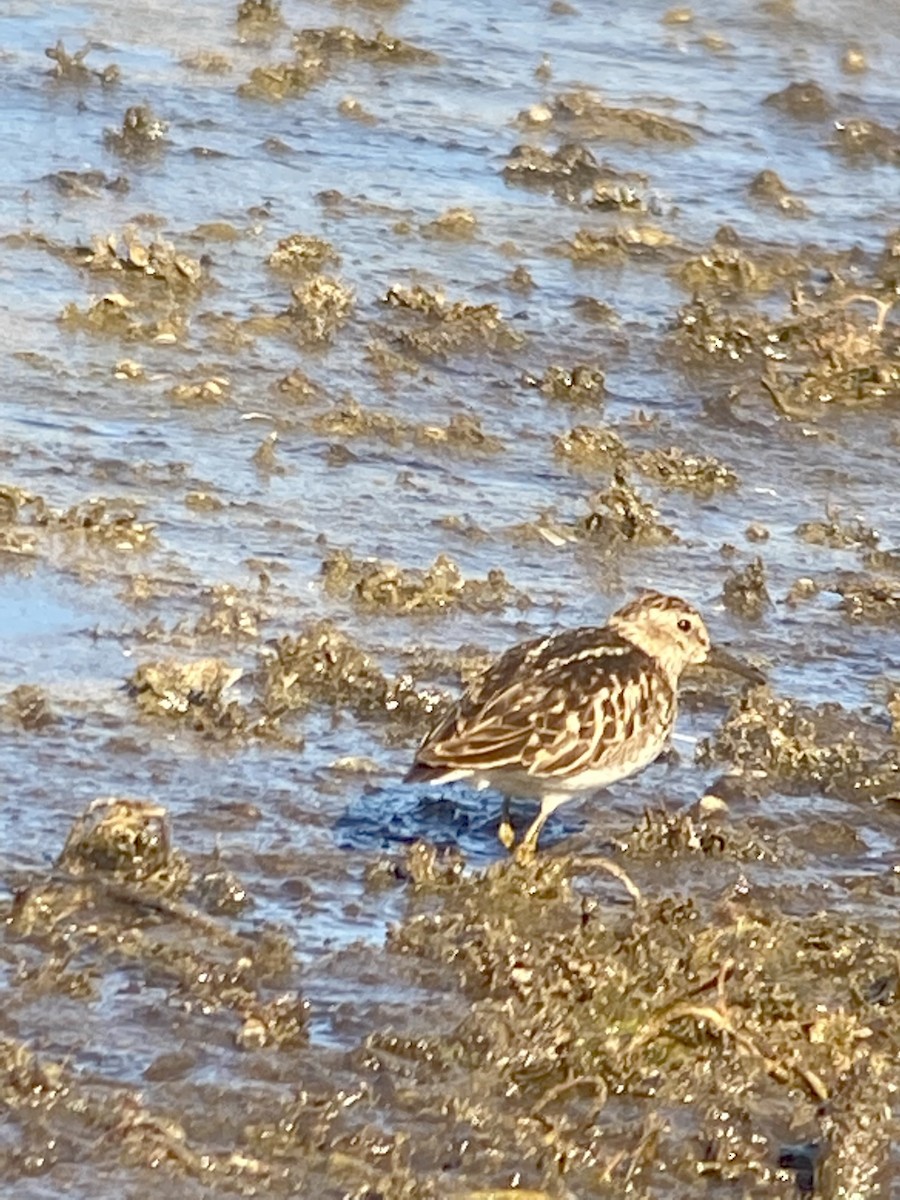 Least Sandpiper - ML355063871