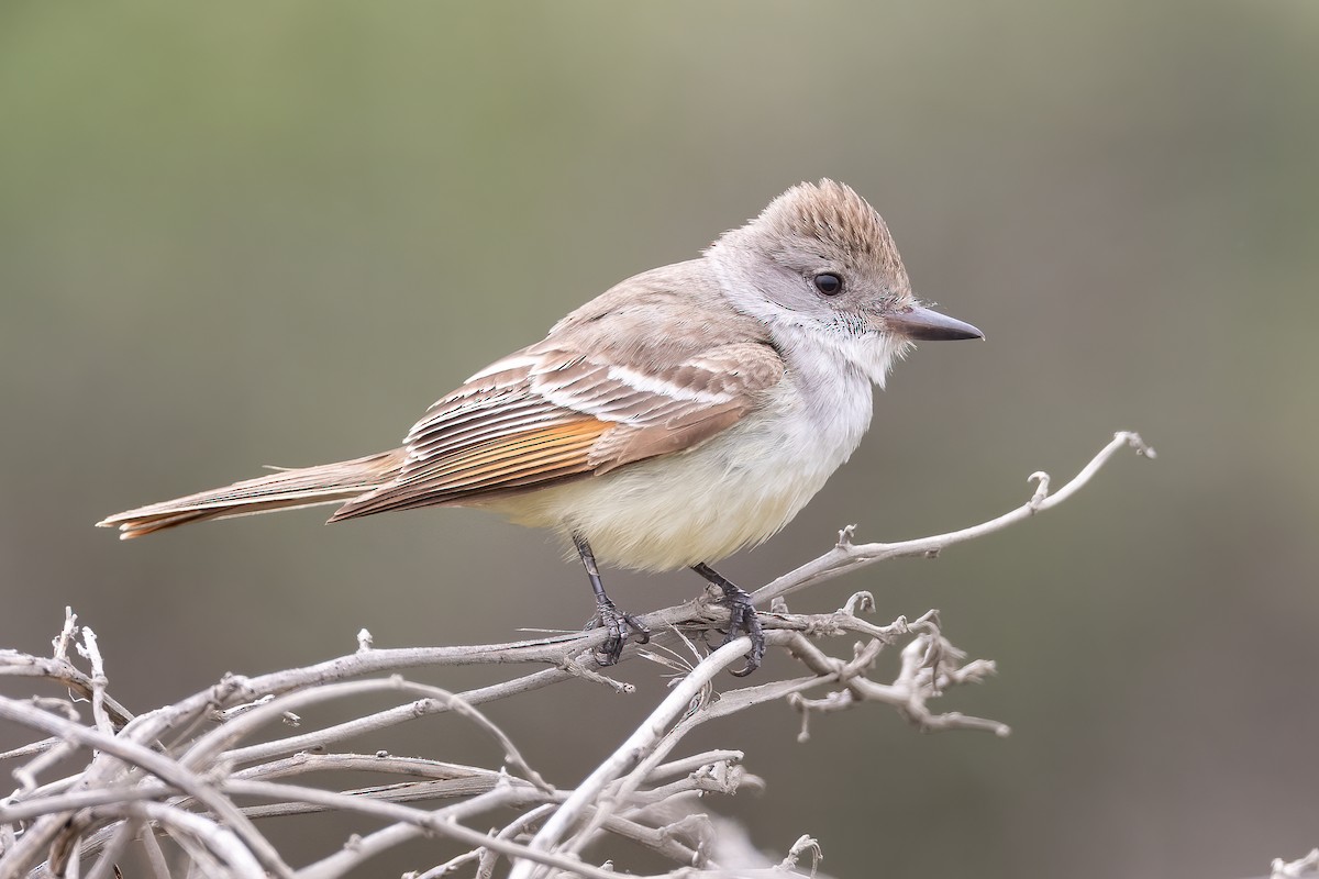 Ash-throated Flycatcher - ML355063921