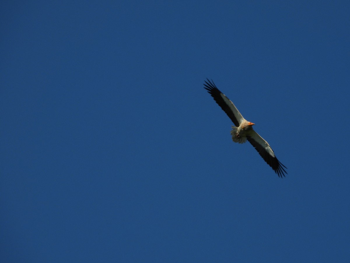 Egyptian Vulture - ML355066221